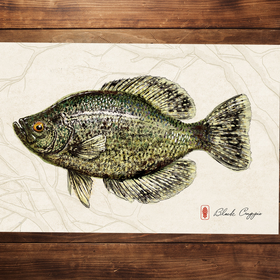Black Crappie