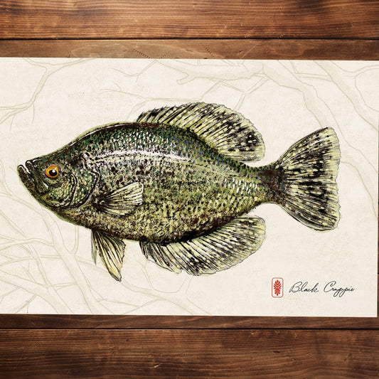 Black Crappie