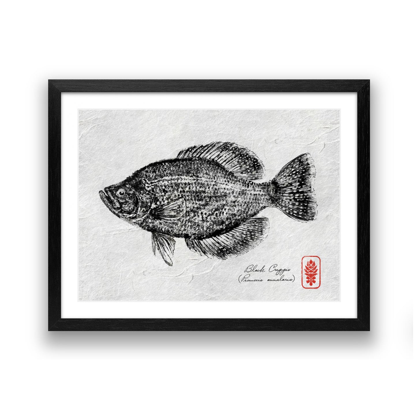 Black Crappie (ink only)