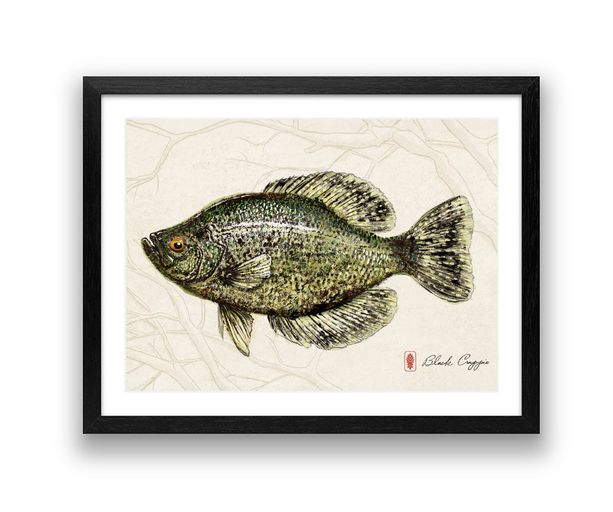 Black Crappie