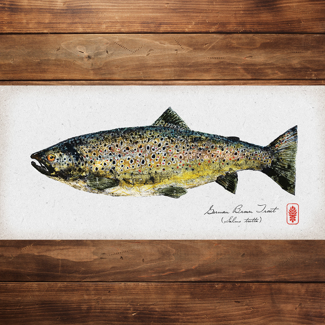 German Brown Trout