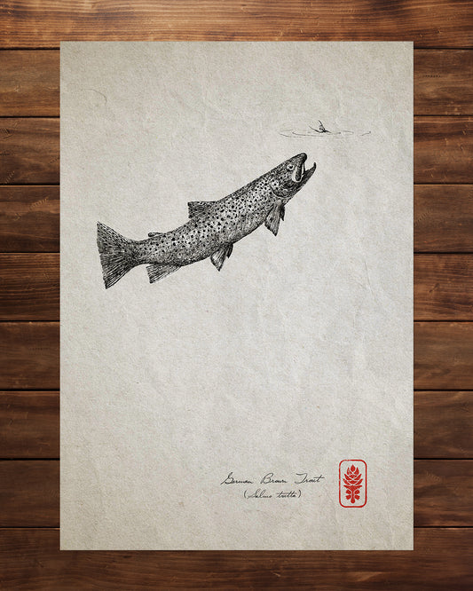 Trout & Mayfly