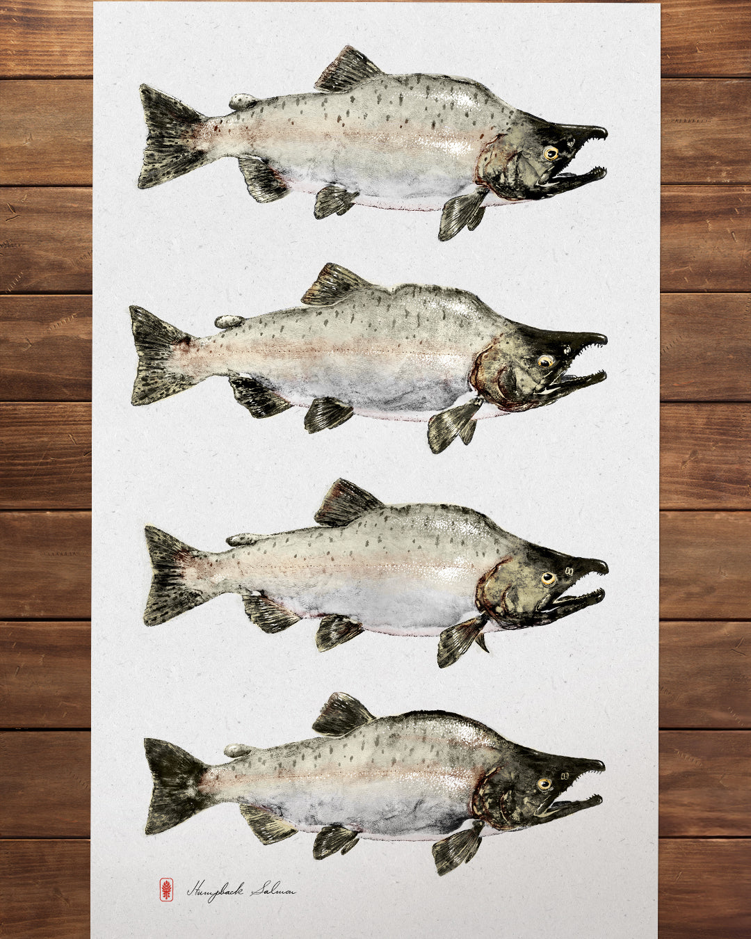 Pink Salmon