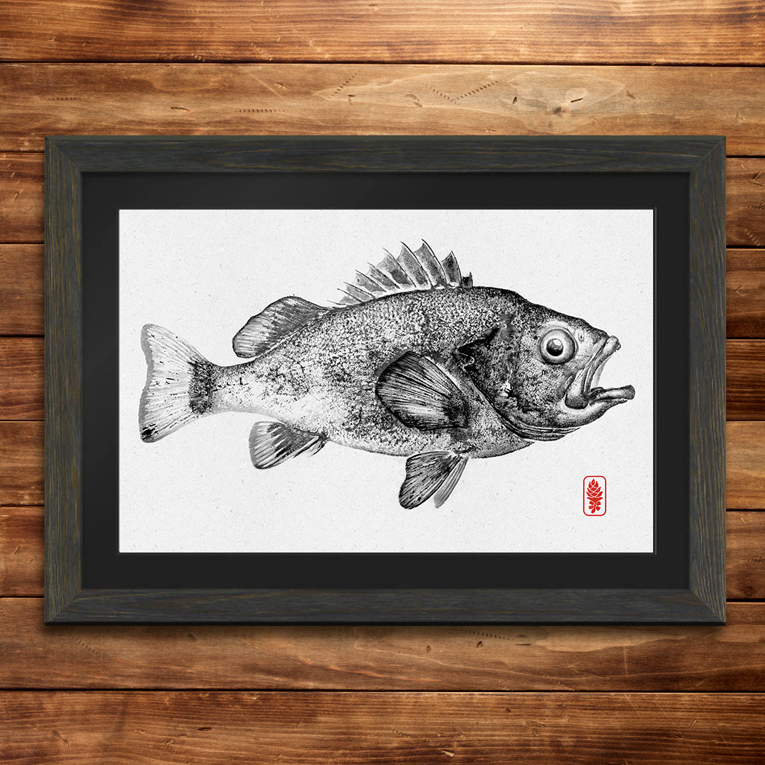 Pacific Rockfish (Original available)