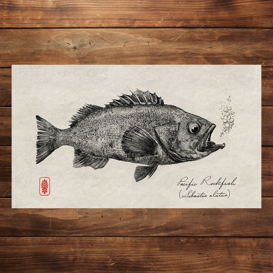 Pacific Rockfish