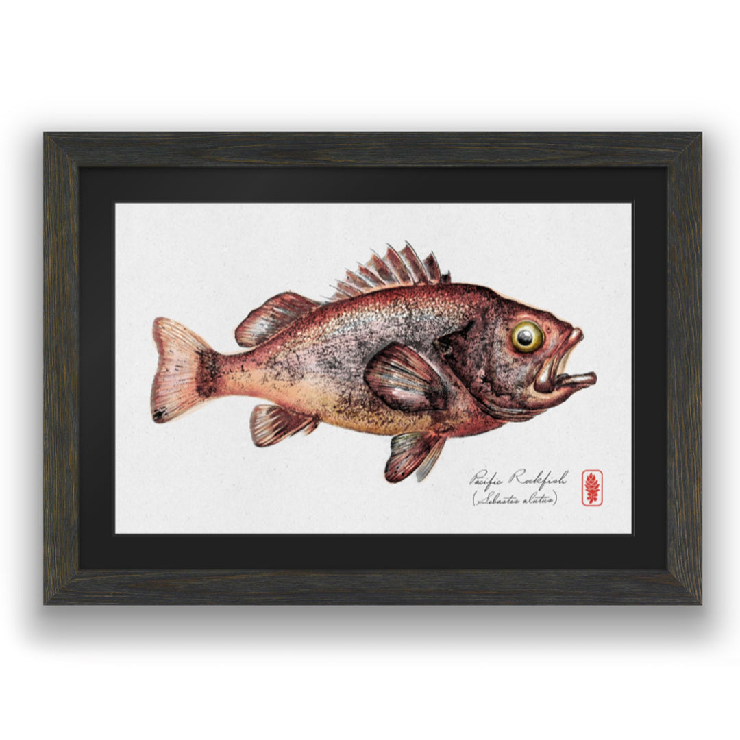 Pacific Rockfish (Color)