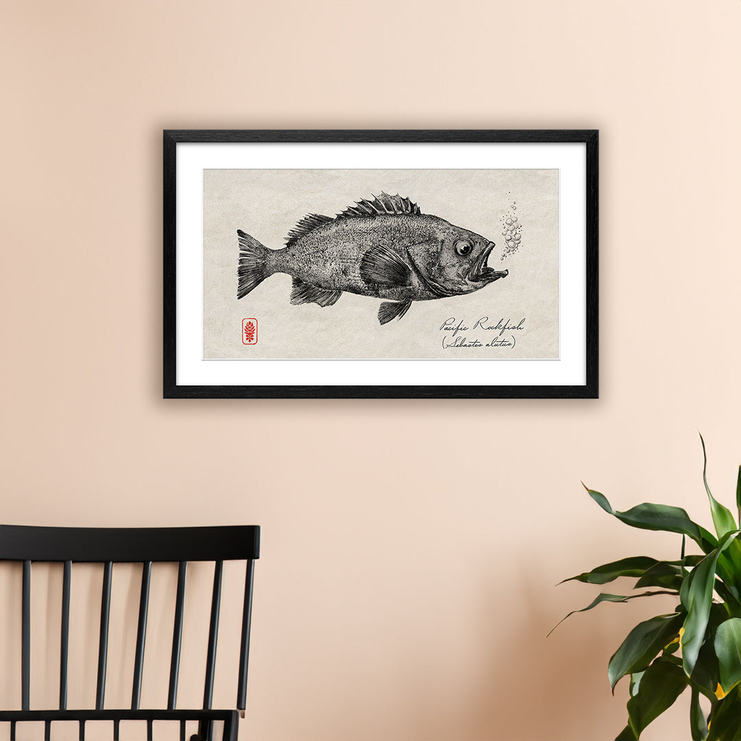 Pacific Rockfish