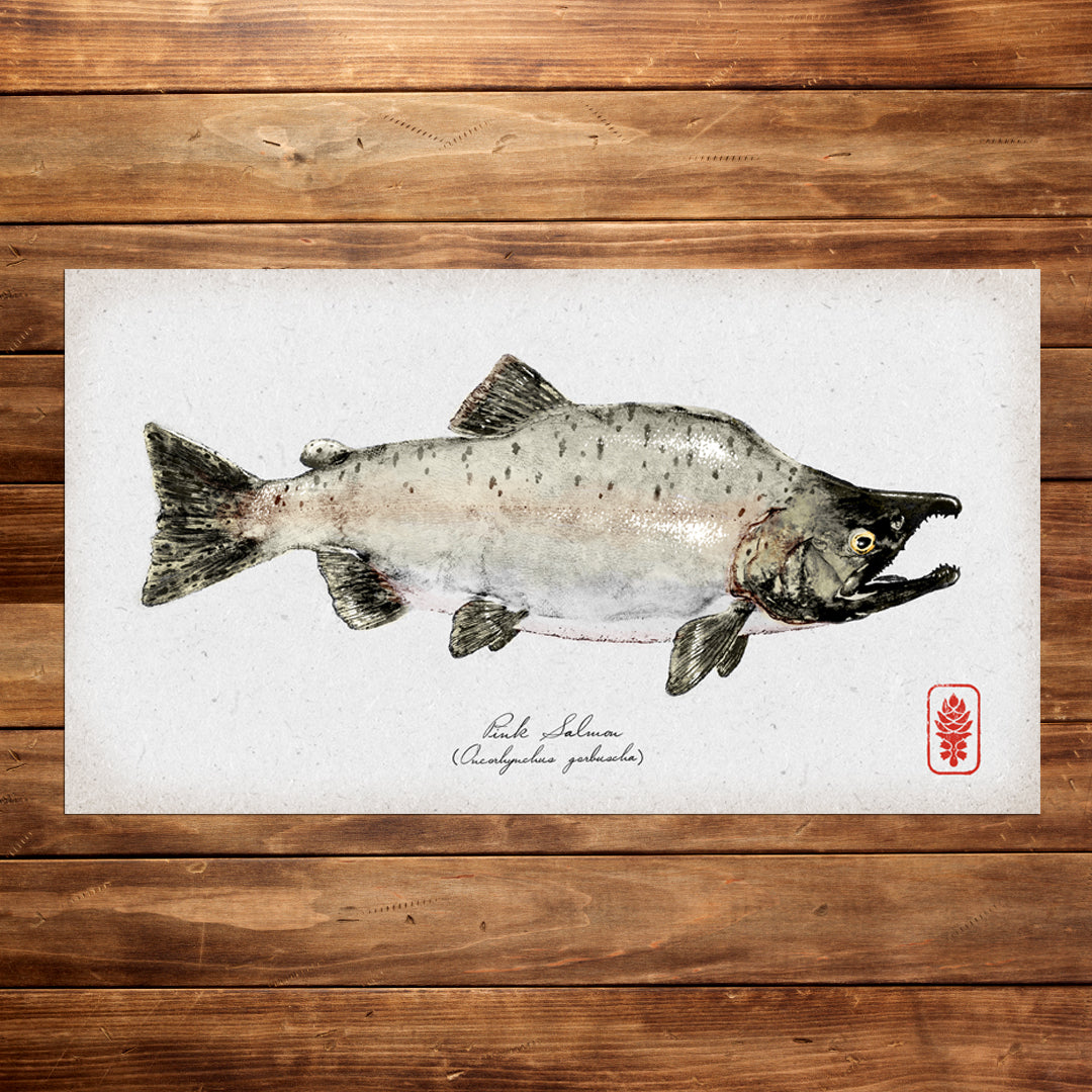 Pink Salmon
