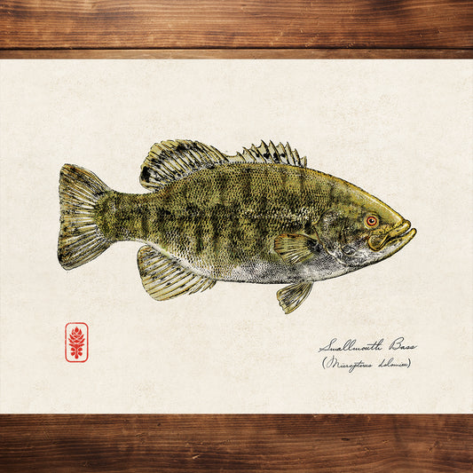 Smallmouth Bass
