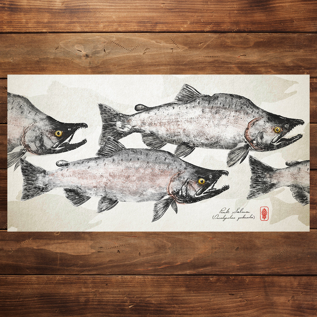 Spawning Pink Salmon