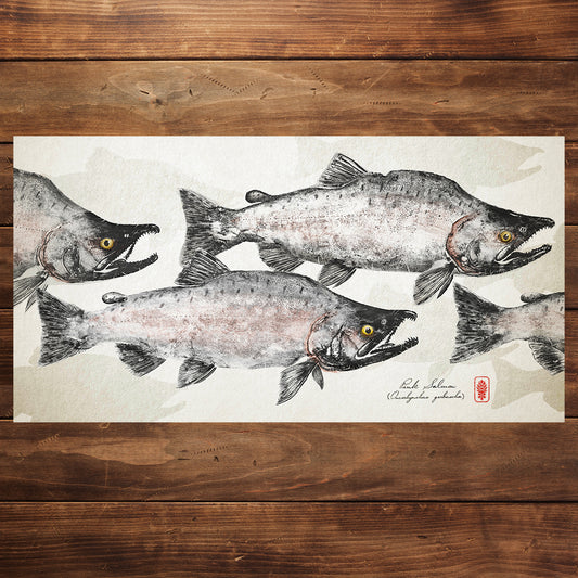 Spawning Pink Salmon