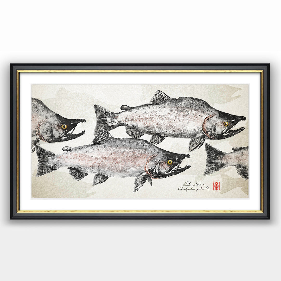 Spawning Pink Salmon