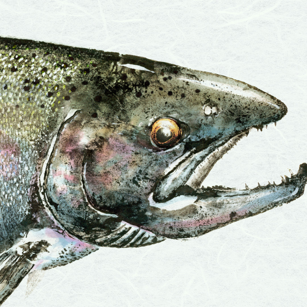 Steelhead - Full Length