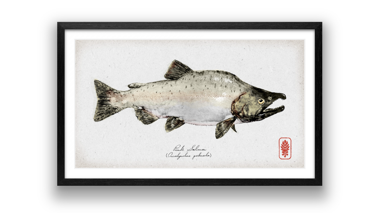 Pink Salmon