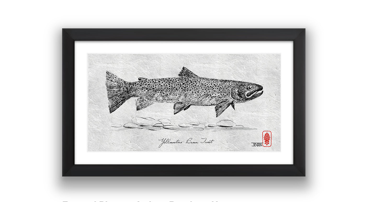 Yellowstone Brown Trout