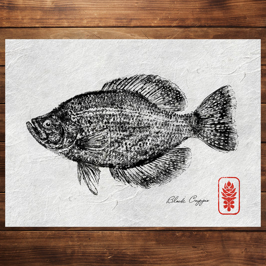 Black Crappie (ink only)