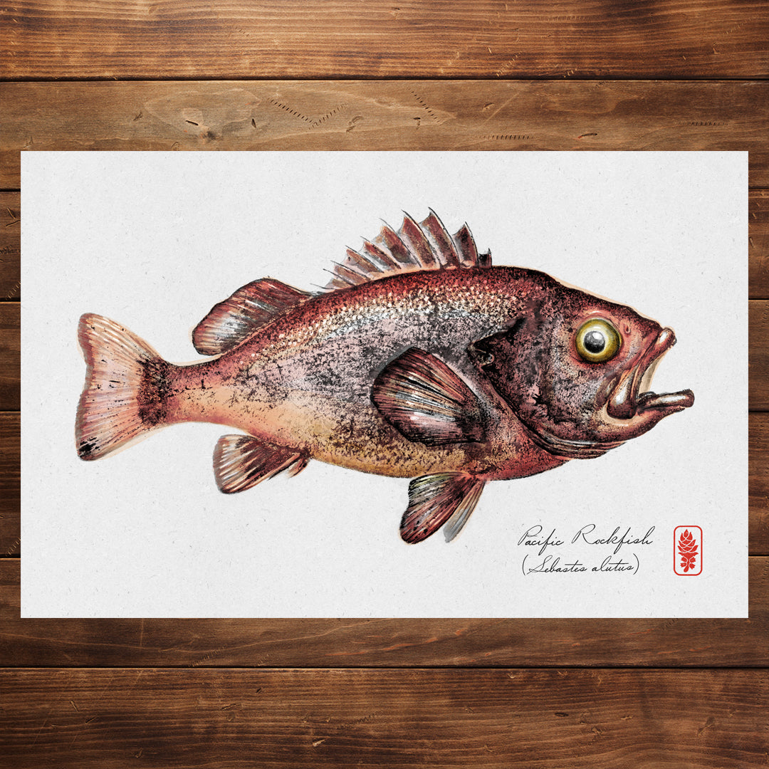 Pacific Rockfish (Color)