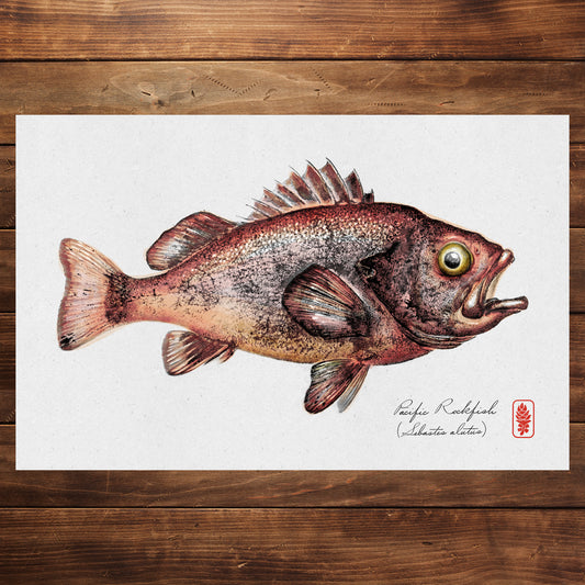 Pacific Rockfish (Color)