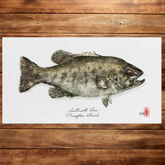 Smallmouth Bass NEW!