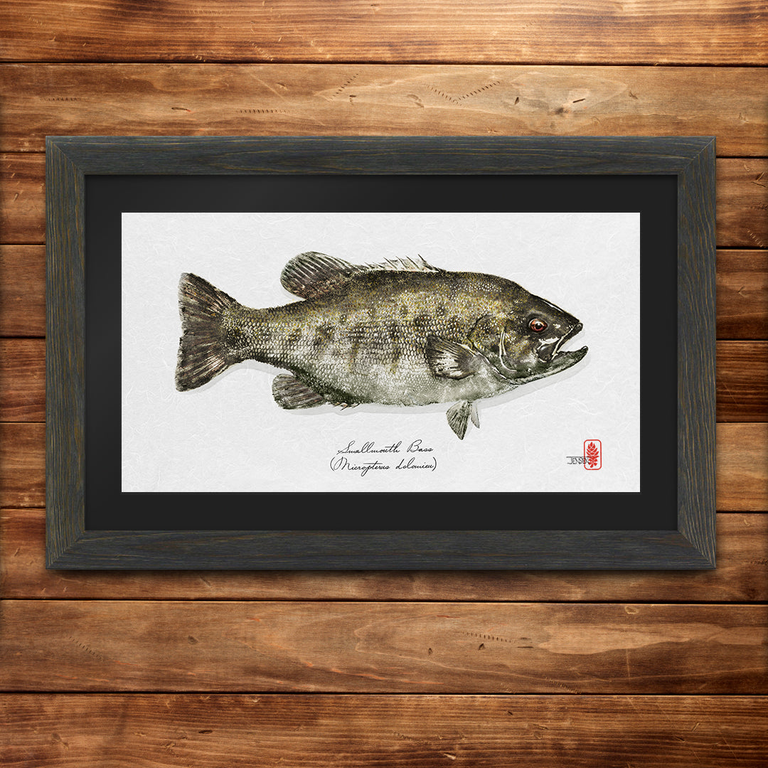 Smallmouth Bass NEW!