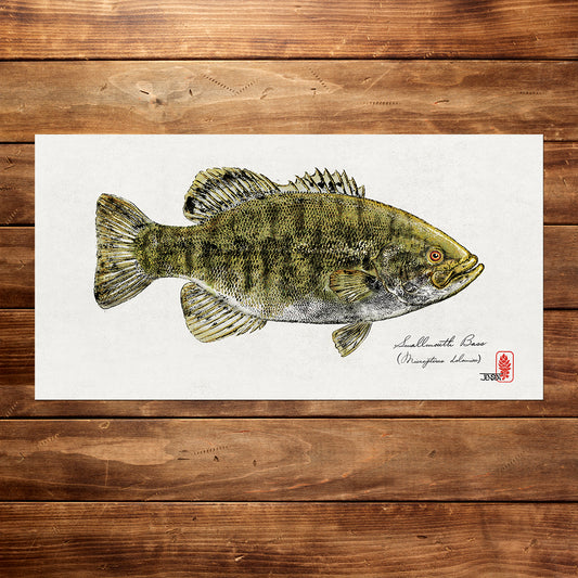 Smallmouth Bass