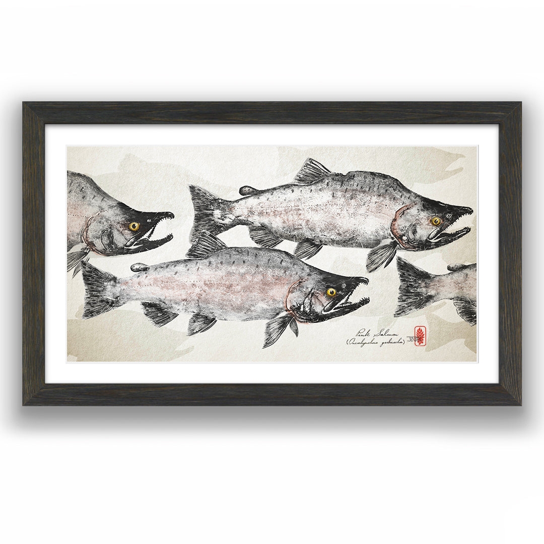 Spawning Pink Salmon