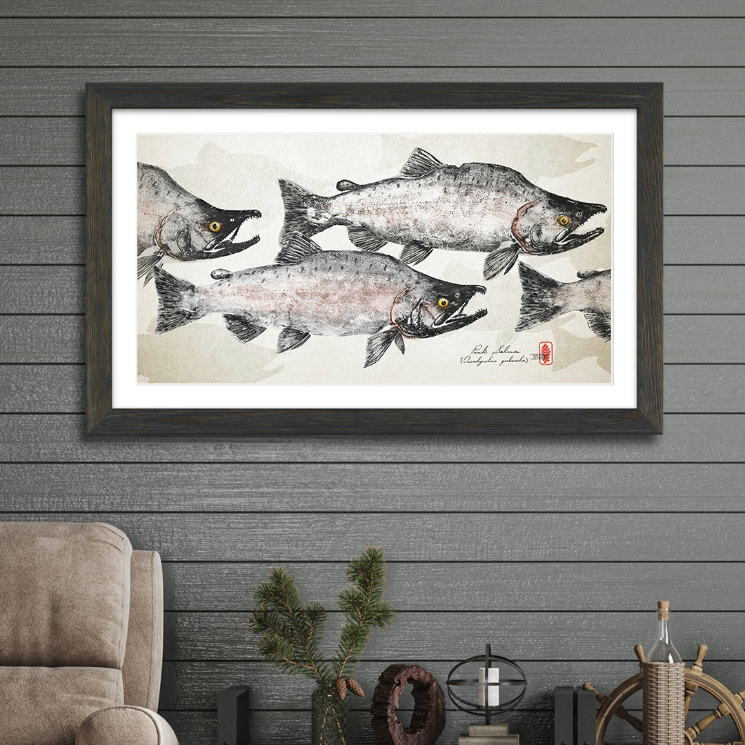 Spawning Pink Salmon