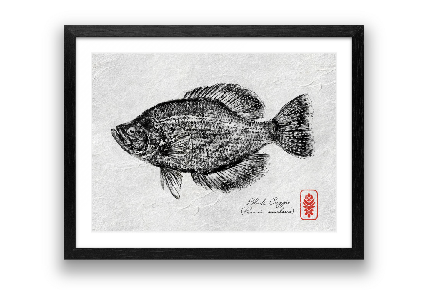 Black Crappie