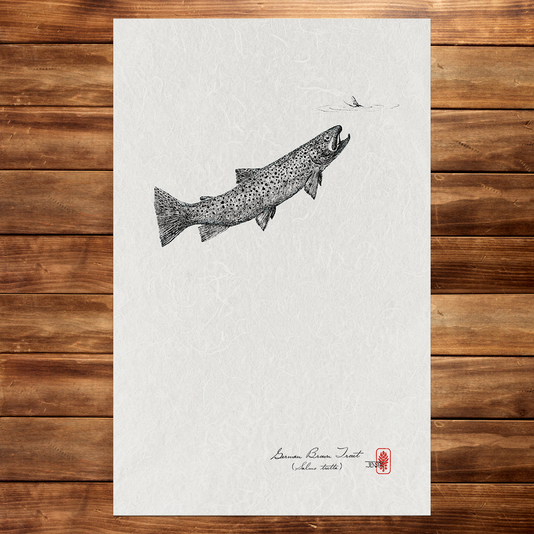 Trout & Mayfly