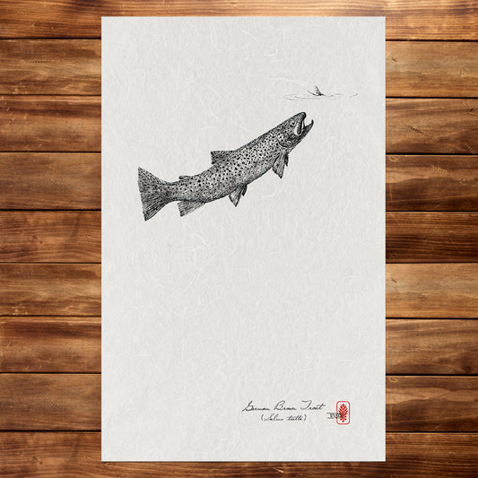Trout & Mayfly