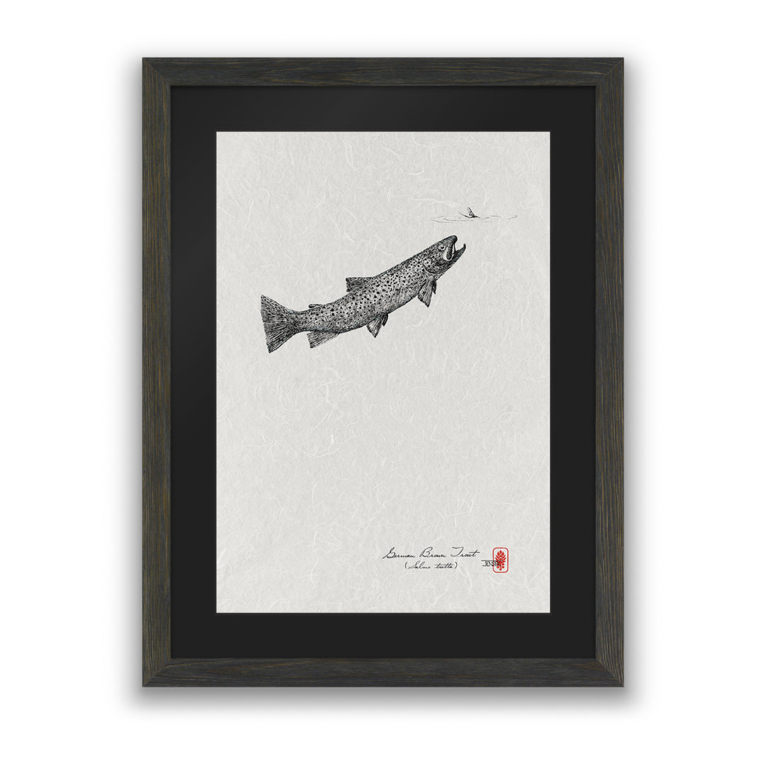 Trout & Mayfly