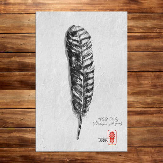 Wild Turkey Feathers