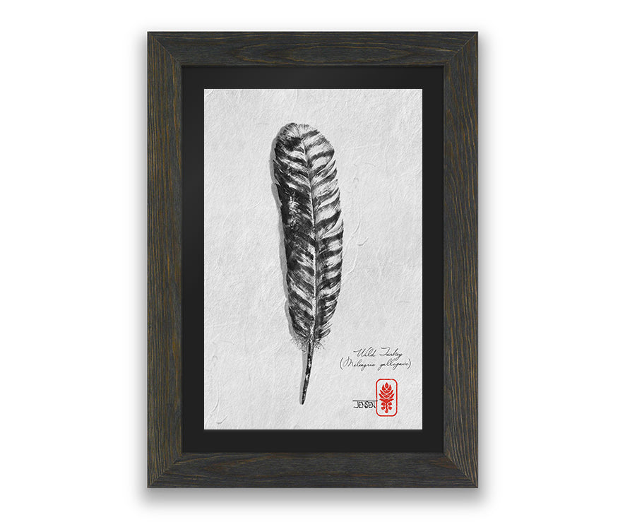 Wild Turkey Feathers