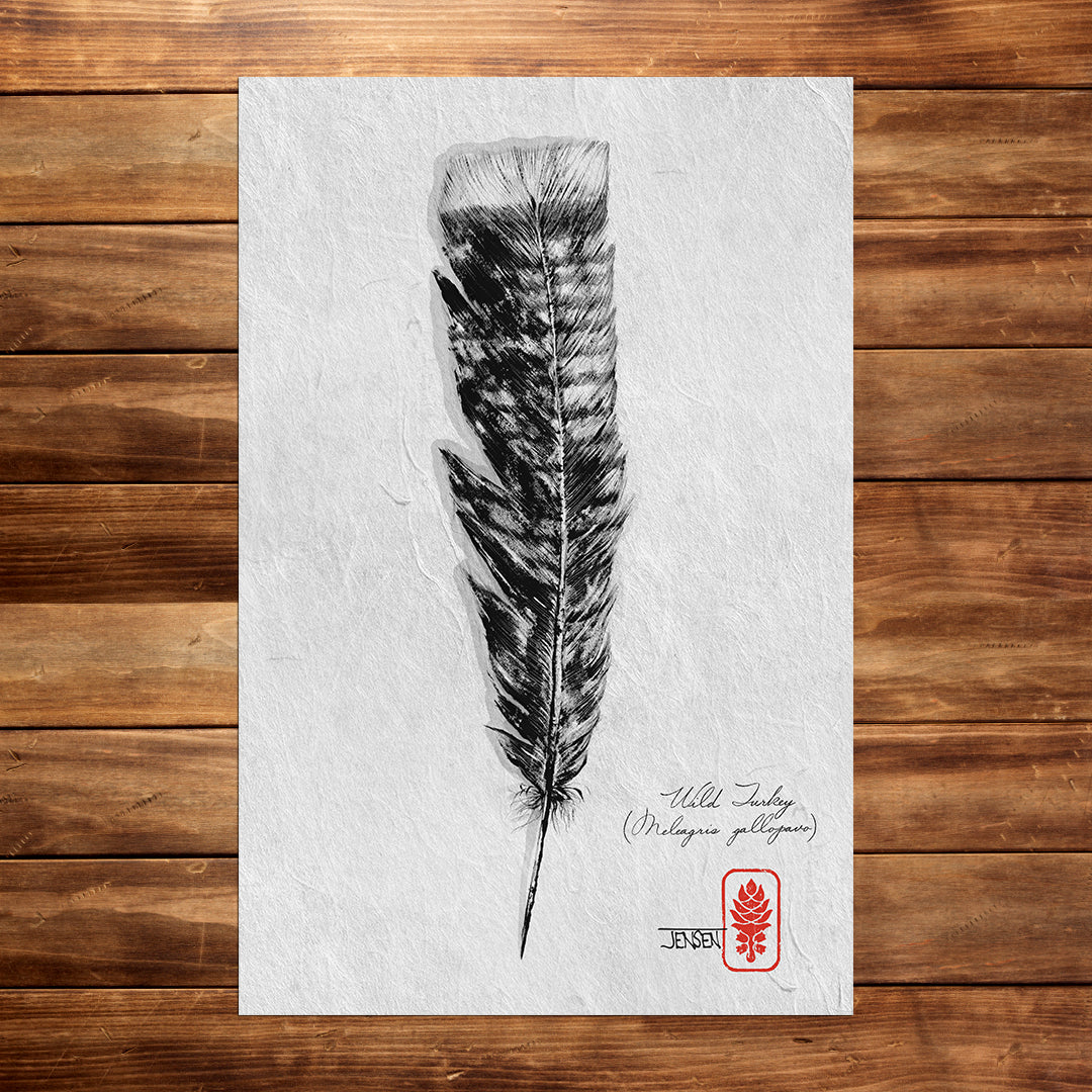 Wild Turkey Feathers