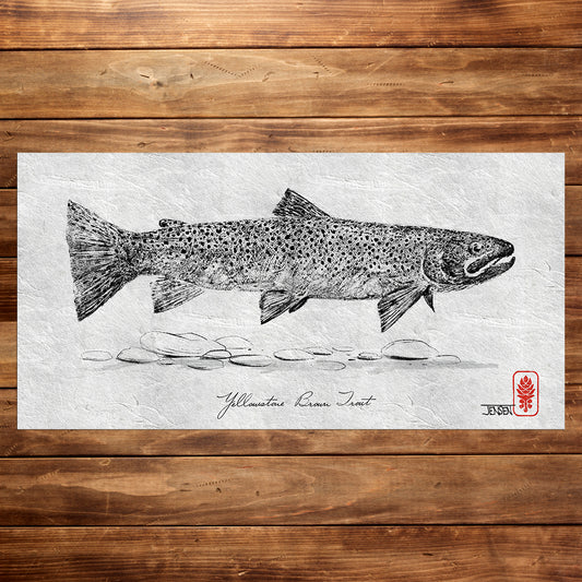 Yellowstone Brown Trout